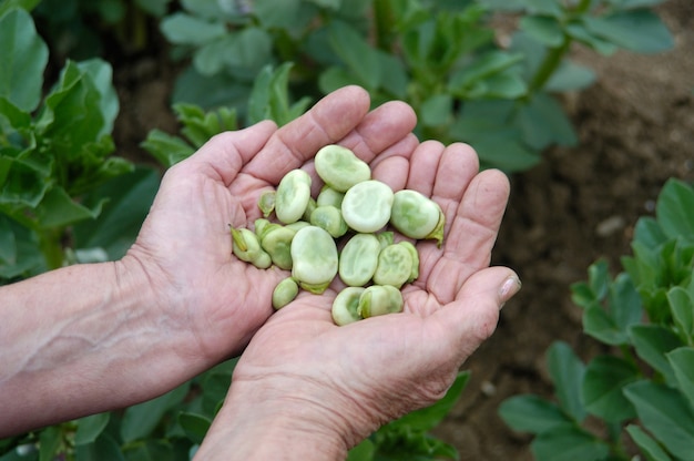 Puñado de frijoles en las manos y el jardín al fondo.