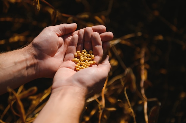 Puñado de frijoles de soja en manos de los agricultores en el fondo del campo al atardecer. Copiar espacio para texto