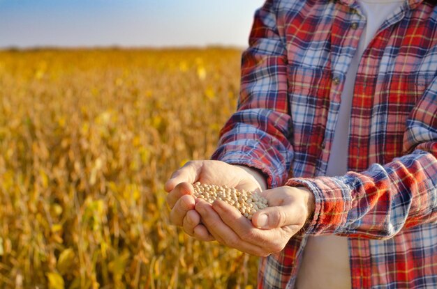 Un puñado de frijoles de soya en manos de granjeros en el fondo del campo, tiempo de puesta de sol, espacio para copiar para texto