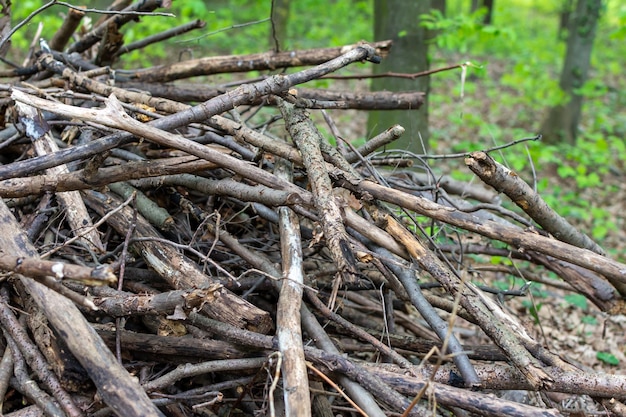 Un puñado de ramas secas en el bosque.