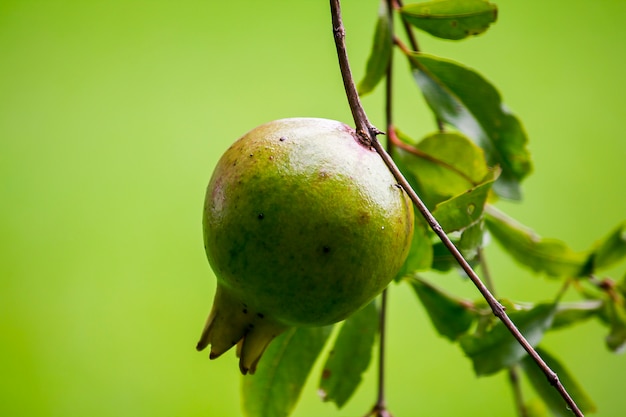 Punica granatum colgando de la rama