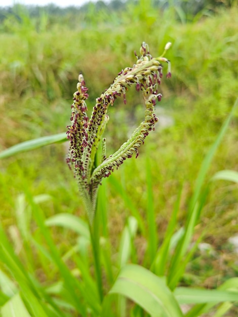 La punta del brote de la planta de hierba silvestre alta Paspalum dilatatum