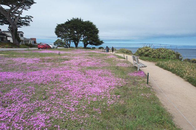 Punto de los amantes en Monterey California