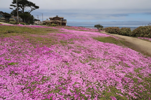 Punto de los amantes en Monterey California