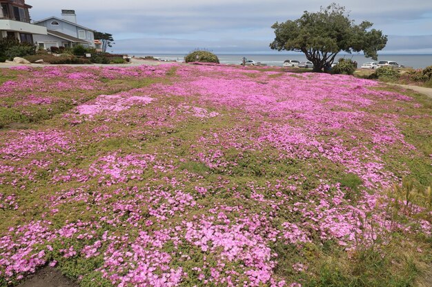 Punto de los amantes en Monterey California