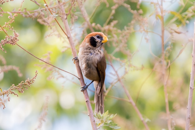 Punto-breasted pájaro de Parrotbill de Tailandia.