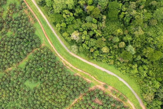 Punto de drones si se ve la plantación de aceite de palma en el borde de la selva tropical