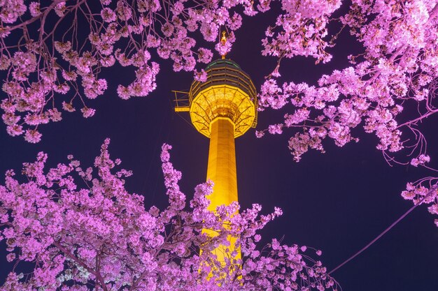 El punto de referencia de Daegu y los cerezos en flor en primavera en Daegu, Corea del Sur