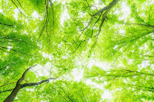 Foto punto de vista hacia arriba dentro de un bosque caducifolio las hojas son de un verde exuberante