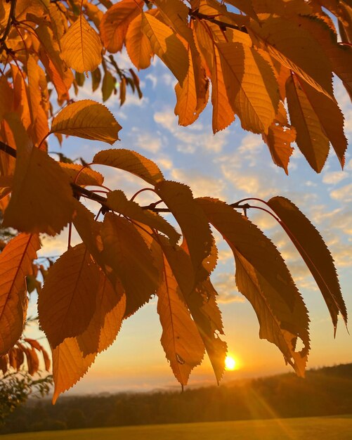 Foto el punto de vista de herbst