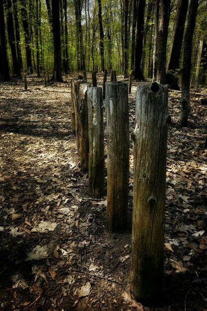 Foto puntos de madera en el bosque