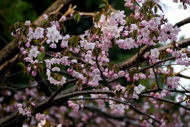 Los puntos suaves de las flores de sakura están floreciendo.