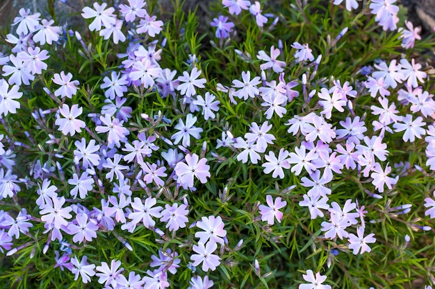 Punzón floreciente de phlox