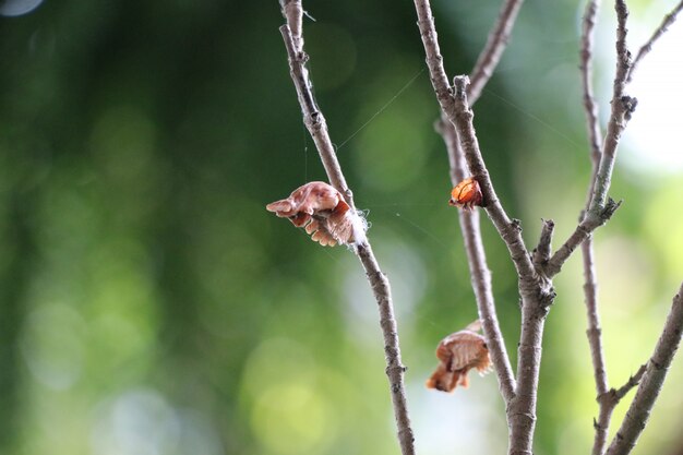 Pupa en árbol brancn en el jardín ciclos de mariposa animal