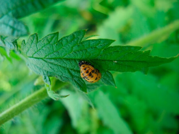 Pupa de mariquita