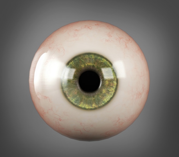La pupila realista del iris verde del globo ocular humano aisló