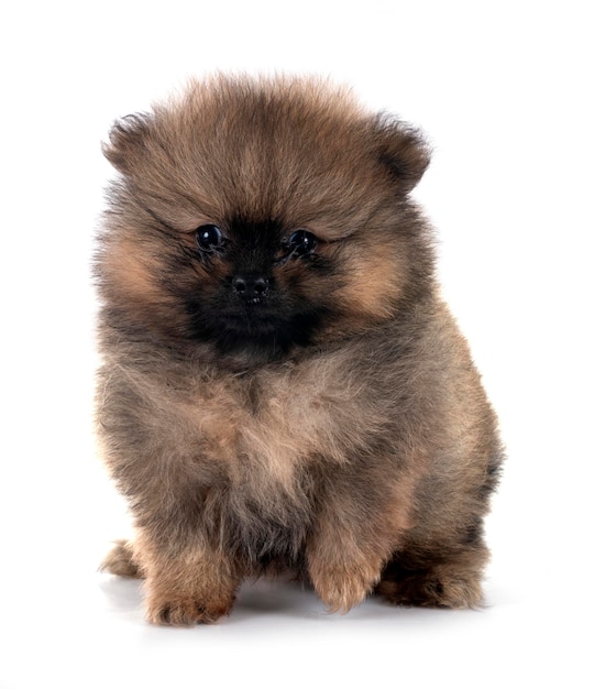 Pupinho de pomeraniano em estúdio