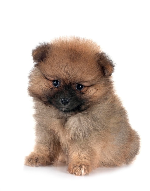 Pupinho de pomeraniano em estúdio