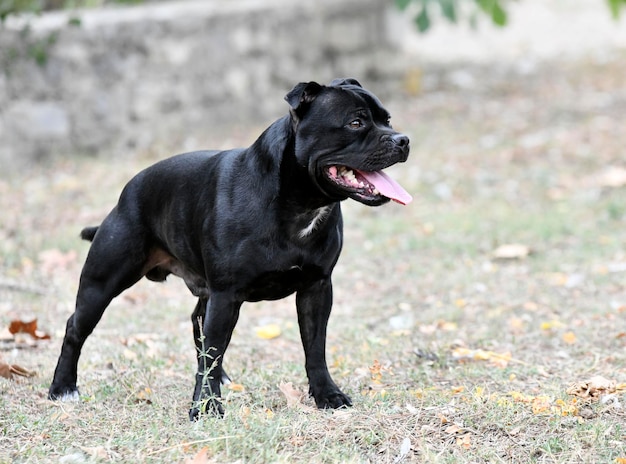 Puppe Staffordshire Bull Terrier frei in der Natur