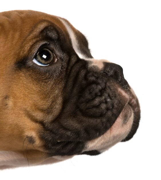 Puppy Boxer, 2 meses de edad, mirando hacia arriba