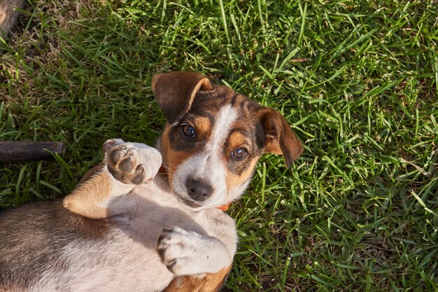 Puppy camina por el patio de su casa y posa para una fotografía.