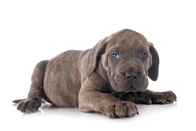 Puppy cane corso