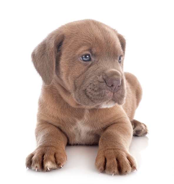 Puppy cane corso