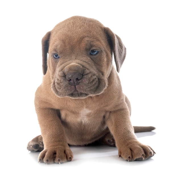 Puppy cane corso