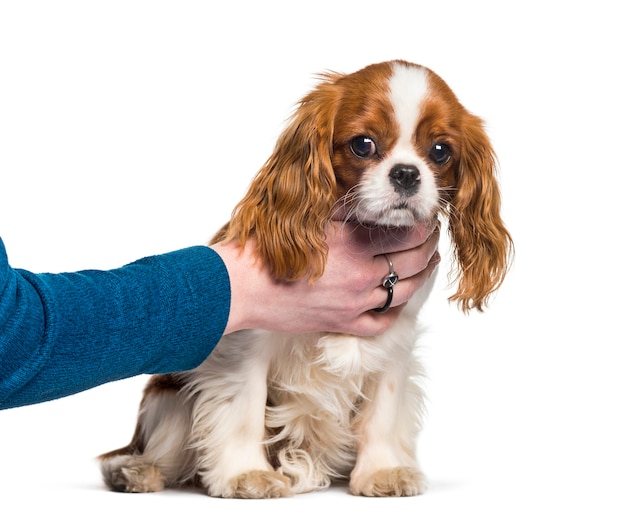 Puppy Cavalier King Charles Spaniel, perro, mano humana