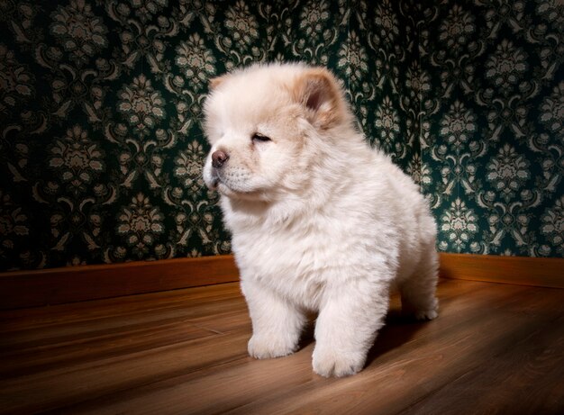 Puppy Chow-chow en una habitación retro en un blanco aislado