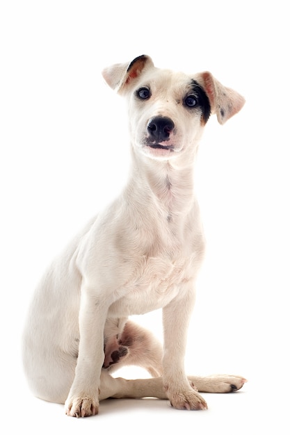 Puppy Jack Russell Terrier