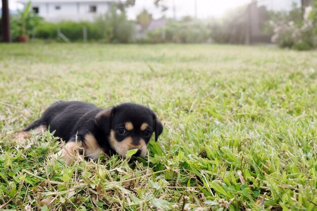 Puppy jugando En la hierba.