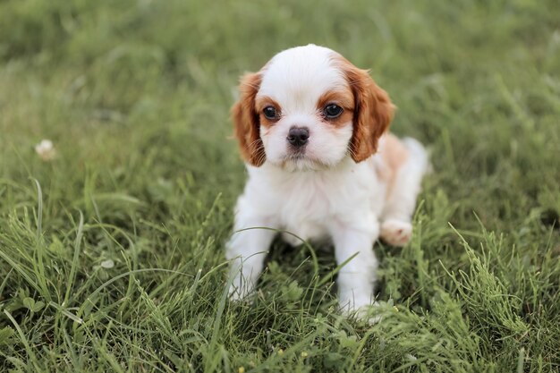 Puppy King Charles Spaniel se sienta en la hierba en el caluroso verano