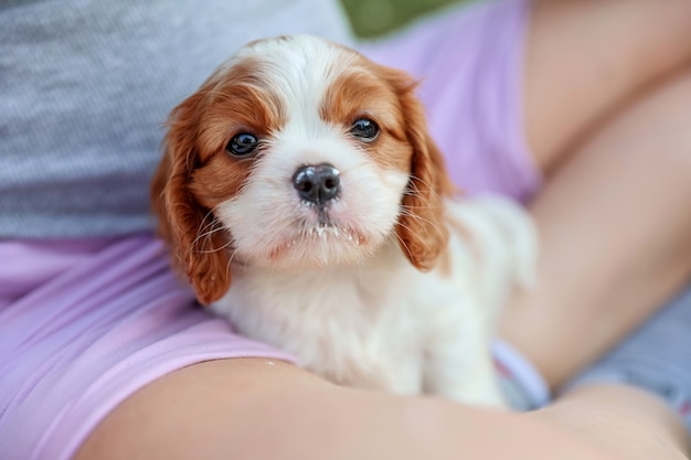 Puppy King Charles Spaniel spielt im heißen Sommer mit einem Kind