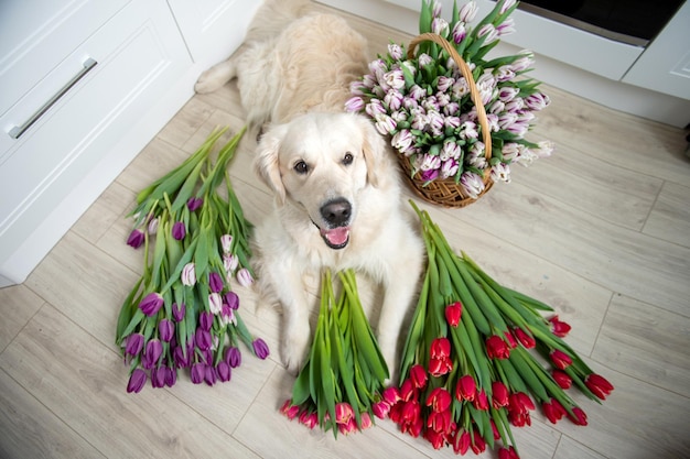 Puppy Labrador Retriever liegt auf dem Boden in Tulpen verschiedener Farben in der Küche rote Blumen