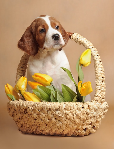 Puppy y tulipanes amarillos, vertical, studio