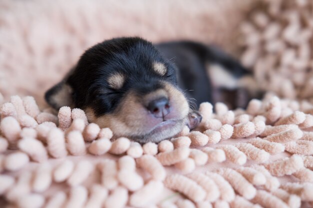 Puppy Ware Gläser und schlafen auf weichem Bett.