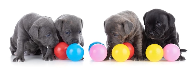 Puppys Staffordshire Bull Terrier com bolas coloridas