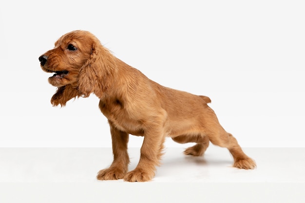 Pura juventude louca. jovem cão inglês cocker spaniel está posando. cachorrinho brincalhão ou animal de estimação está brincando e parecendo feliz isolado no fundo branco. conceito de movimento, ação, movimento.