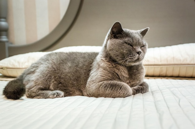 Pura raza British Shorthair Blue Kitten en la cama en un interior caro