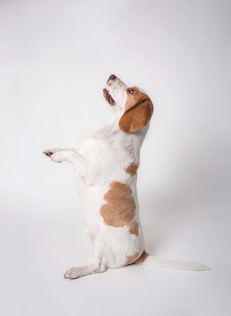 Pura raza crecido adulto beagle perro hombres mejor amigo sonriendo