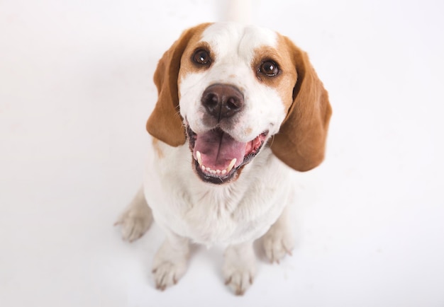 Pura raza crecido adulto beagle perro hombres mejor amigo sonriendo