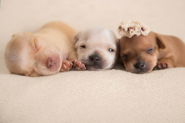 Pura raza Recién nacido super dulce cachorros durmiendo foto de estudio fotografía de mascotas