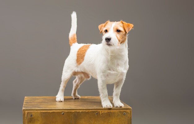 Pura-sangue Jack Russell posando no estúdio e olhando para a câmera.