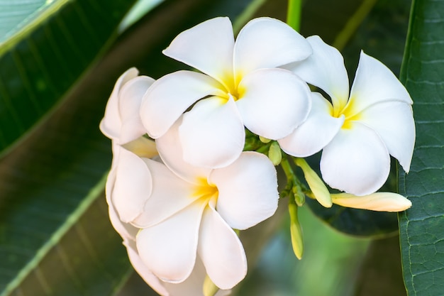 Pureza de flor de frangipani branco de flor de árvore tropical, flor de plumeria florescendo em árvore, flor de spa