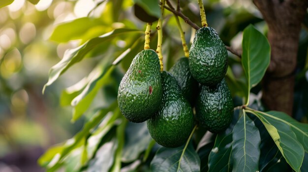 La pureza desatada abraza 100 naturalezas abundancia con frutas orgánicas recién recogidas comer frutas saludables