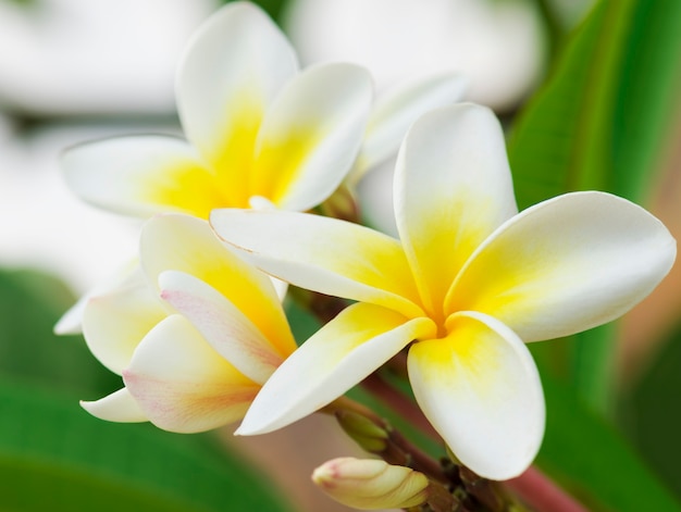 Pureza de las flores blancas de Plumeria o Frangipani Flor de árbol tropical