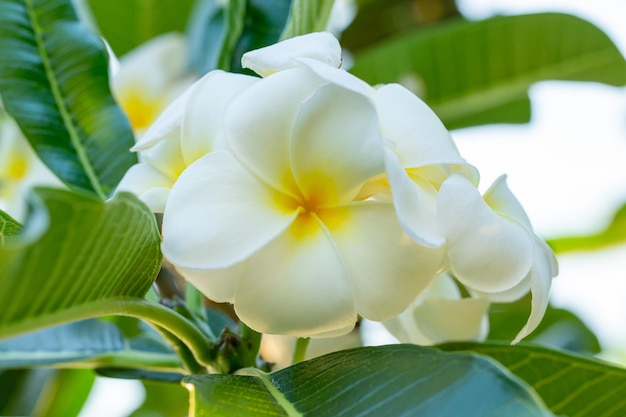 Pureza de Plumeria blanca con luz matutina