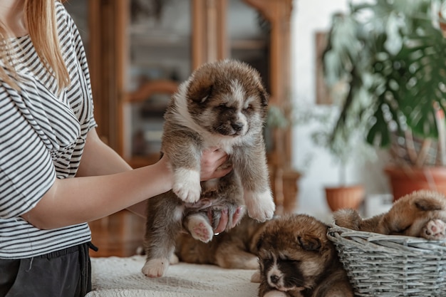 Puro-sangue cachorrinho fofo nas mãos da amante em um fundo desfocado.