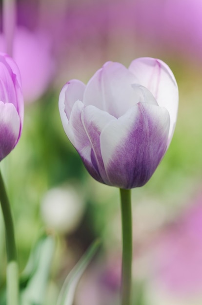 Purpe Tulpe umrandet mit Schattierungen von cremeweißen Tulpen der Sorte Siesta